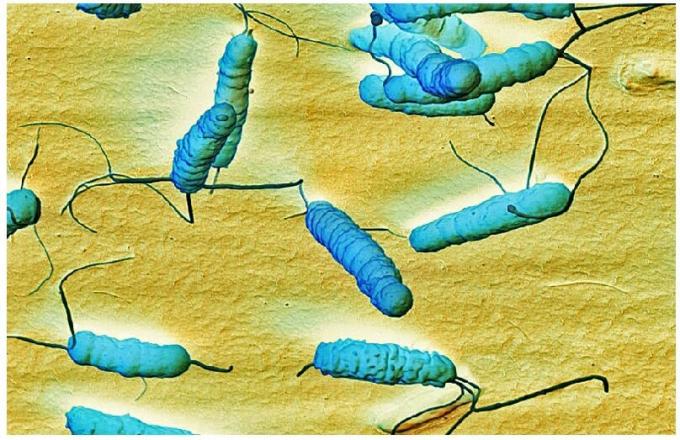 bakteri Helicobacter pylari