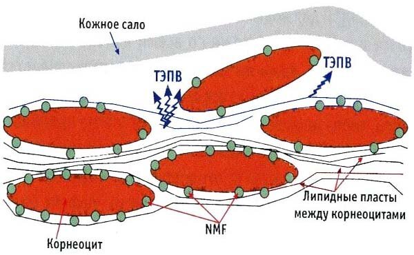 Stratum corneum'un nemlendiriciler yapısı. stratum corneum'un su sakin yürür, ama sadece lipid tabakaları arasında, ve geriye kalan su NMF ve keratin muhafaza edilir. oldukça karmaşık bir mekanizma - I, nem Yukarıda belirtildiği gibi