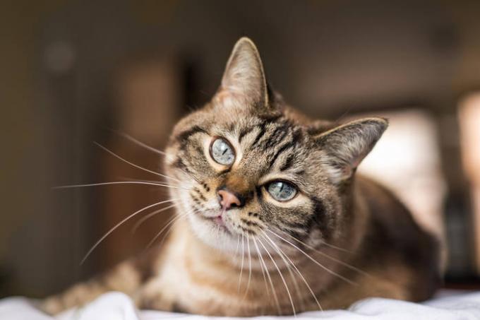 Kedi belirtileri: geleceği, tedavi tahmin ve sıkıntıları önlemek
