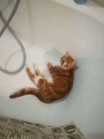 kedim muhtemelen kabul edeceğini sık yıkama tehlikeleri hakkında "uzmanlar" :)) Tabloları
