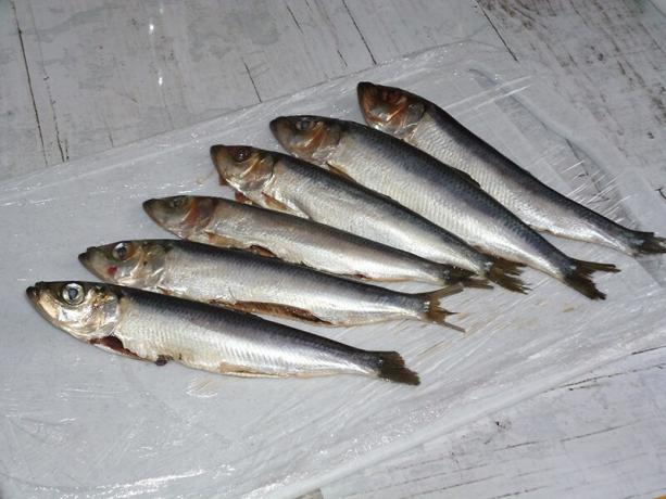 Taze balık (ringa)