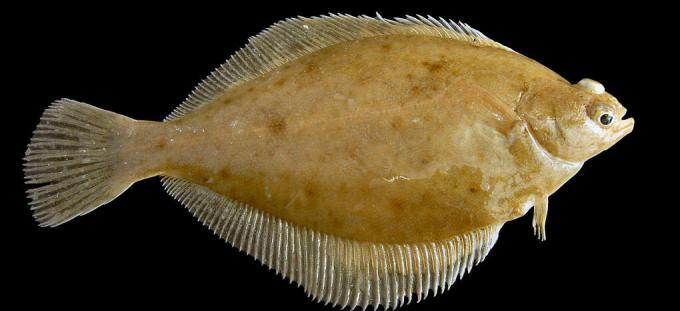 Halibut - pisi balığı