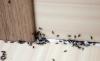 Evde karıncalar kurtulmak ne kadar çabuk ve kalıcı