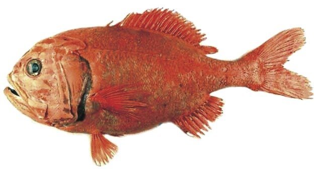 bighead balık