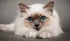 Kototerapiya: Kedilerin iyileştirici özellikleri