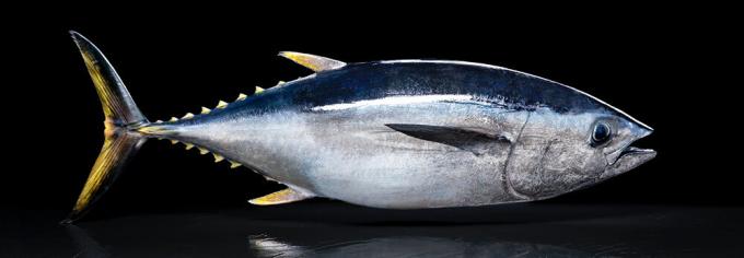 Pasifik tuna - pasifik tuna
